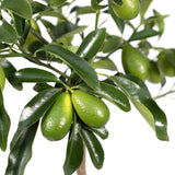 Livraison plante Kumquat Fortunella - 45 cm - Ø15 - arbuste fruitier extérieur