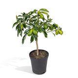Livraison plante Kumquat Fortunella - 45 cm - Ø15 - arbuste fruitier extérieur
