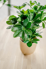 Livraison plante Kunstplant Baby Schefflera 45 cm