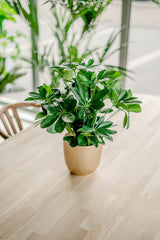 Livraison plante Kunstplant Baby Schefflera 45 cm