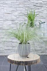 Livraison plante Laîche Carex Comans 'Frosted Curls' - ↨30cm - Ø14 - plante vivace extérieur