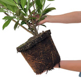 Livraison plante Laurier caucasica h150cm pour 10 mètres linéaires de haie 20x15L