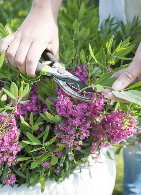 Livraison plante Laurier des moutons 'Rubra' - ↨20cm - Ø15cm - plante d'extérieur fleurie