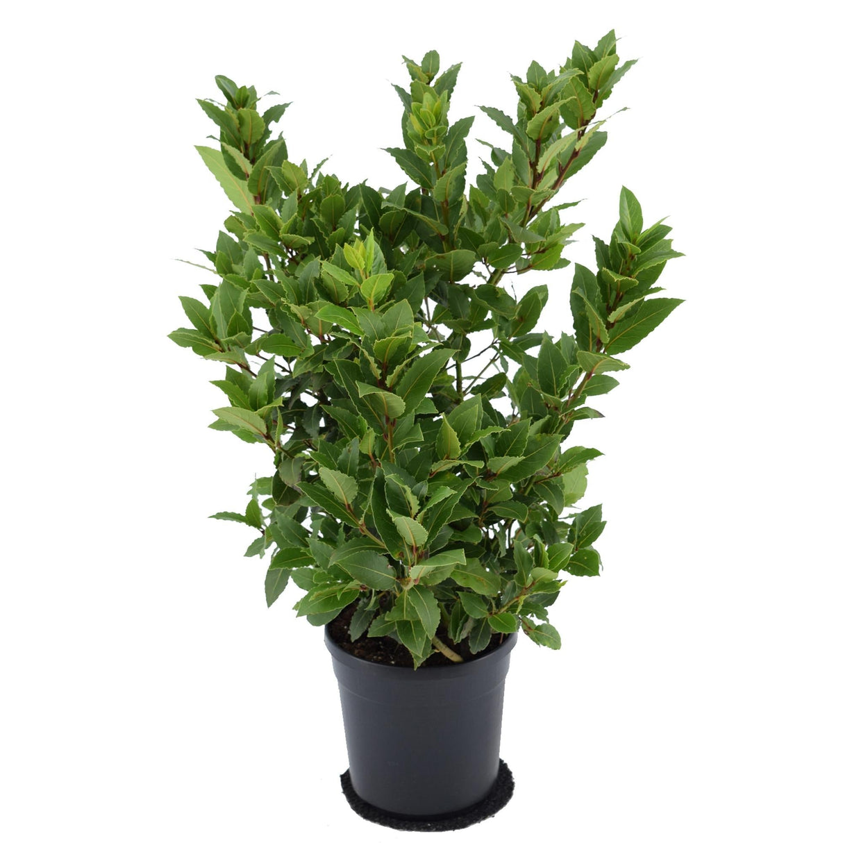 Livraison plante Laurier sauce - Laurus Nobilis Struik