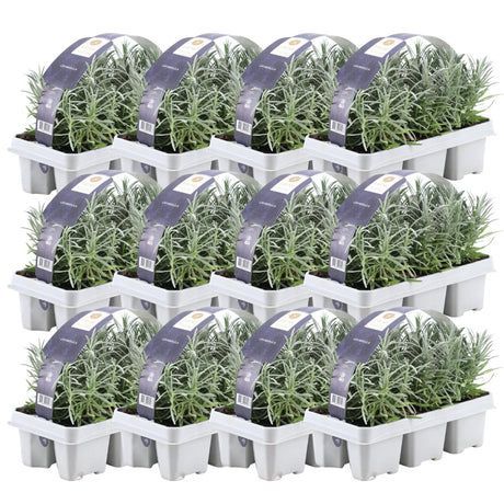 Livraison plante Lavande angustifolia - 12 packs de 6