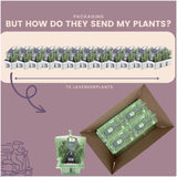 Livraison plante Lavande angustifolia - 12 packs de 6
