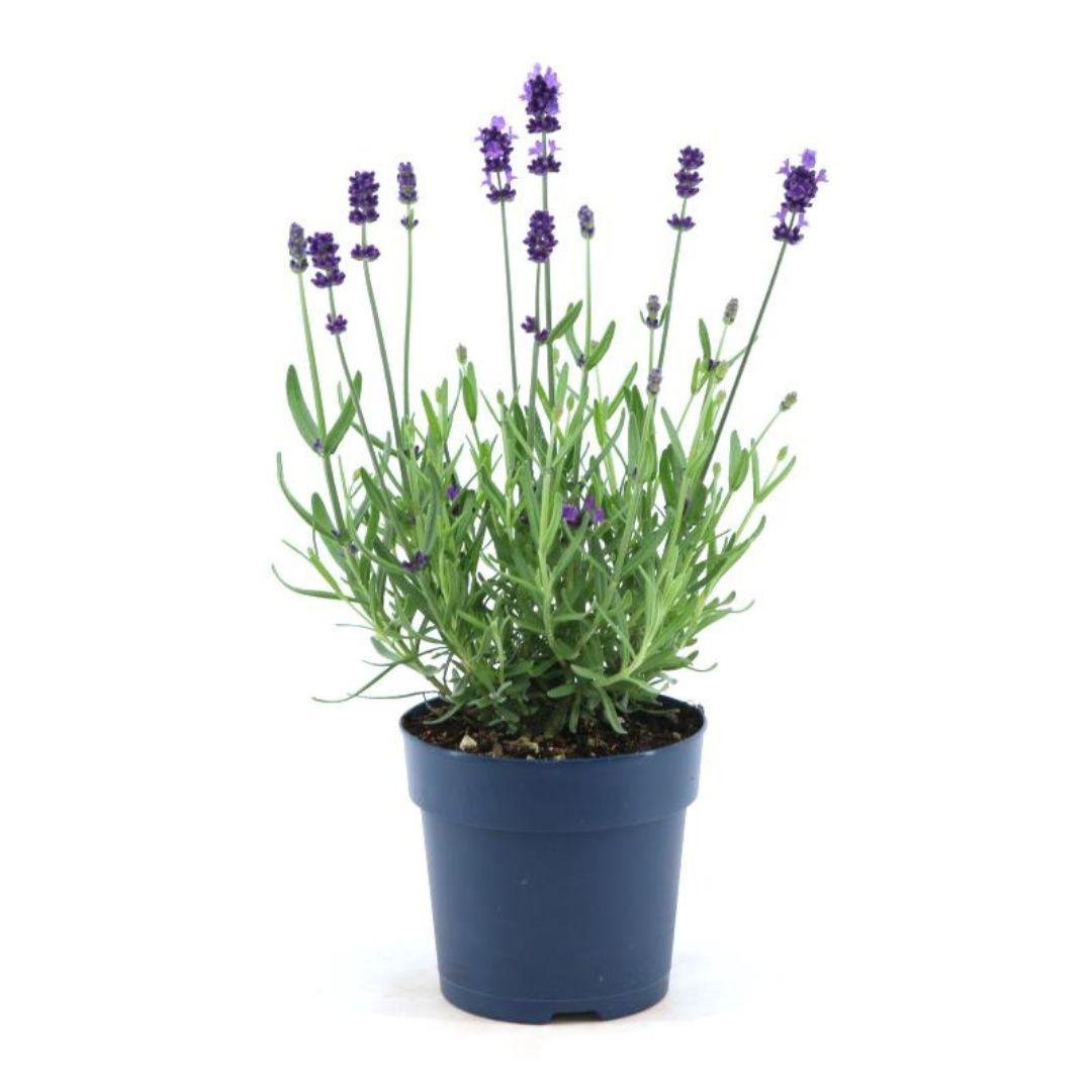 Livraison plante Lavande angustifolia Felice® lot de 6 - 12 cm - Plante fleurie extérieur