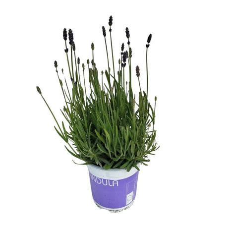 Livraison plante Lavande bleue d12cm h20cm