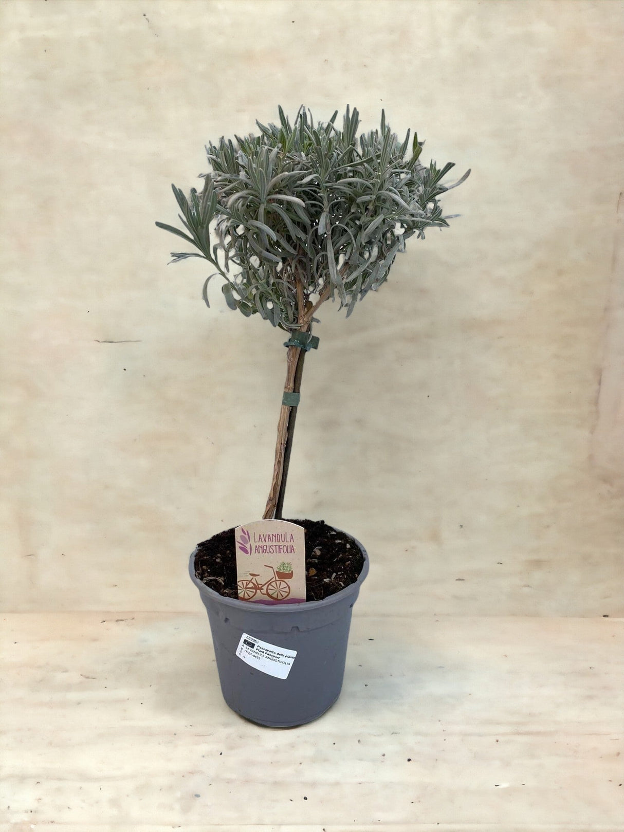 Livraison plante Lavande d14cm h45cm