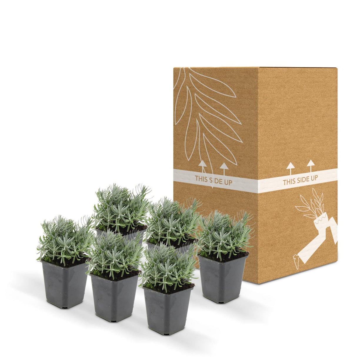 Livraison plante Lavande 'Hidcote' - Lot de 6