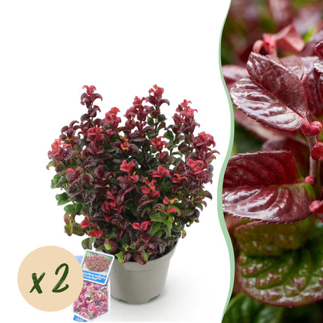 Livraison plante Leucothoe Curly Red x1