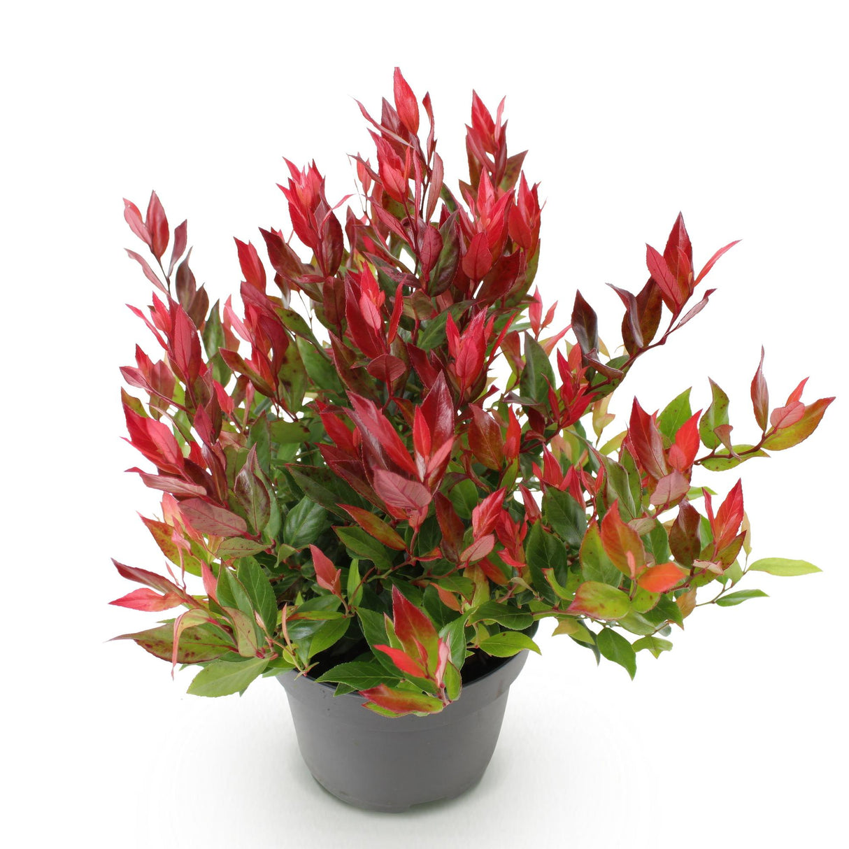 Livraison plante Leucothoe Little Flame – Lot de 1 – Pot 17cm – Hauteur 40cm