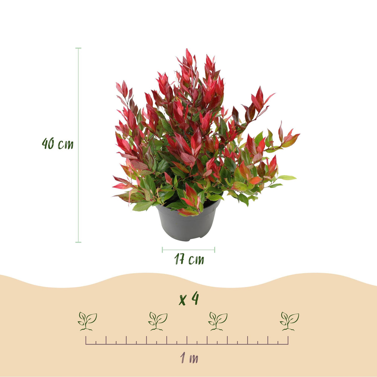 Livraison plante Leucothoe Little Flame – Lot de 1 – Pot 17cm – Hauteur 40cm