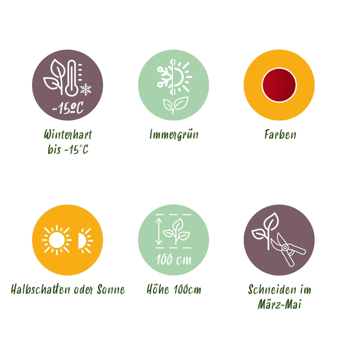 Livraison plante Leucothoe Little Flame – Lot de 1 – Pot 17cm – Hauteur 40cm