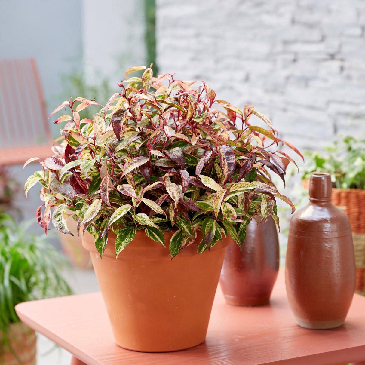 Livraison plante Leucothoe Makijaz – Lot de 1 – Pot 17 cm – Hauteur 45 cm