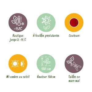 Livraison plante Leucothoe Zeblid – Lot de 2 – Pot 17 cm – Hauteur 45 cm