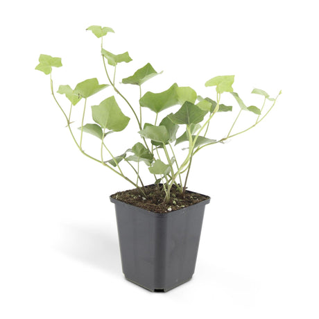 Livraison plante Lierre Hedera Hibernica - Lot de 6