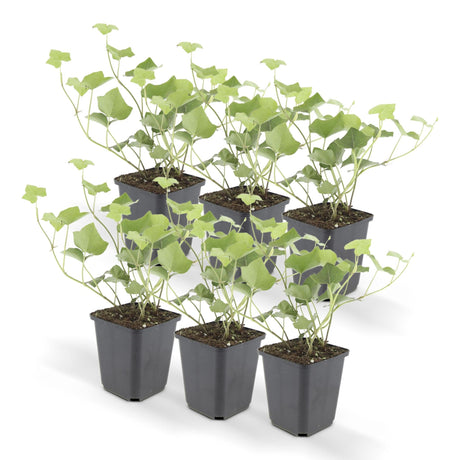 Livraison plante Lierre Hedera Hibernica - Lot de 6