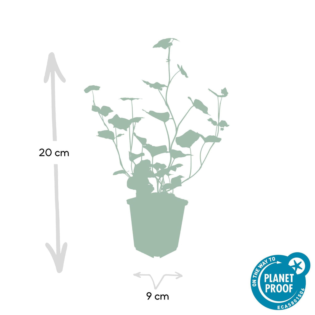 Livraison plante Lierre Hibernica 20xh20cm d9cm