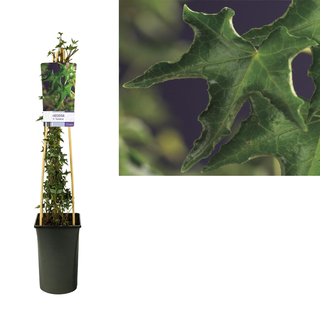 Livraison plante Lierre Ivalace Hedera d17cm h75cm