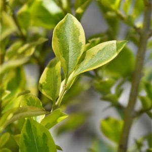Livraison plante Ligustrum ovalifolium Aureum – Lot de 8 – Hauteur 35 - 40 cm