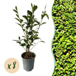 Livraison plante Ligustrum ovalifolium – Lot de 8 – Pot 9 cm – Hauteur 35 cm