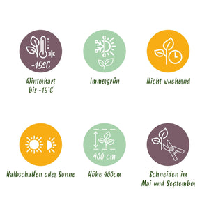 Livraison plante Ligustrum ovalifolium – Lot de 8 – Pot 9 cm – Hauteur 35 cm