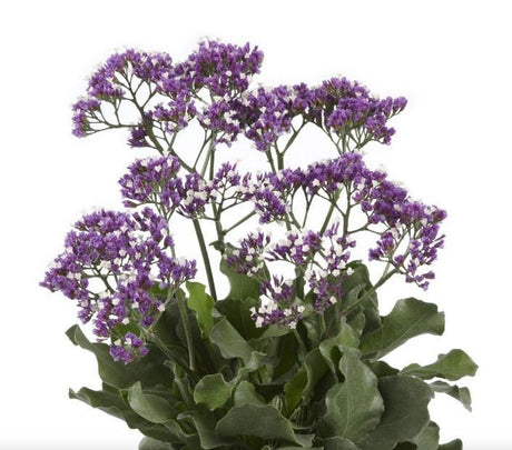 Livraison plante Limonium lac salé