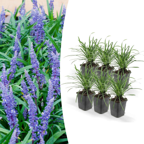 Livraison plante Liriope muscari 'Big Blue' - Lot de 6