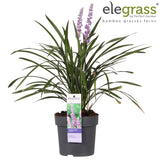 Livraison plante Liriope muscari 'Ingwersen'