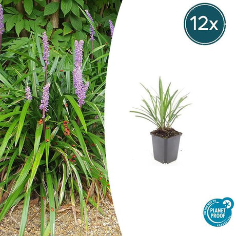 Livraison plante Liriope muscari Ingwersen