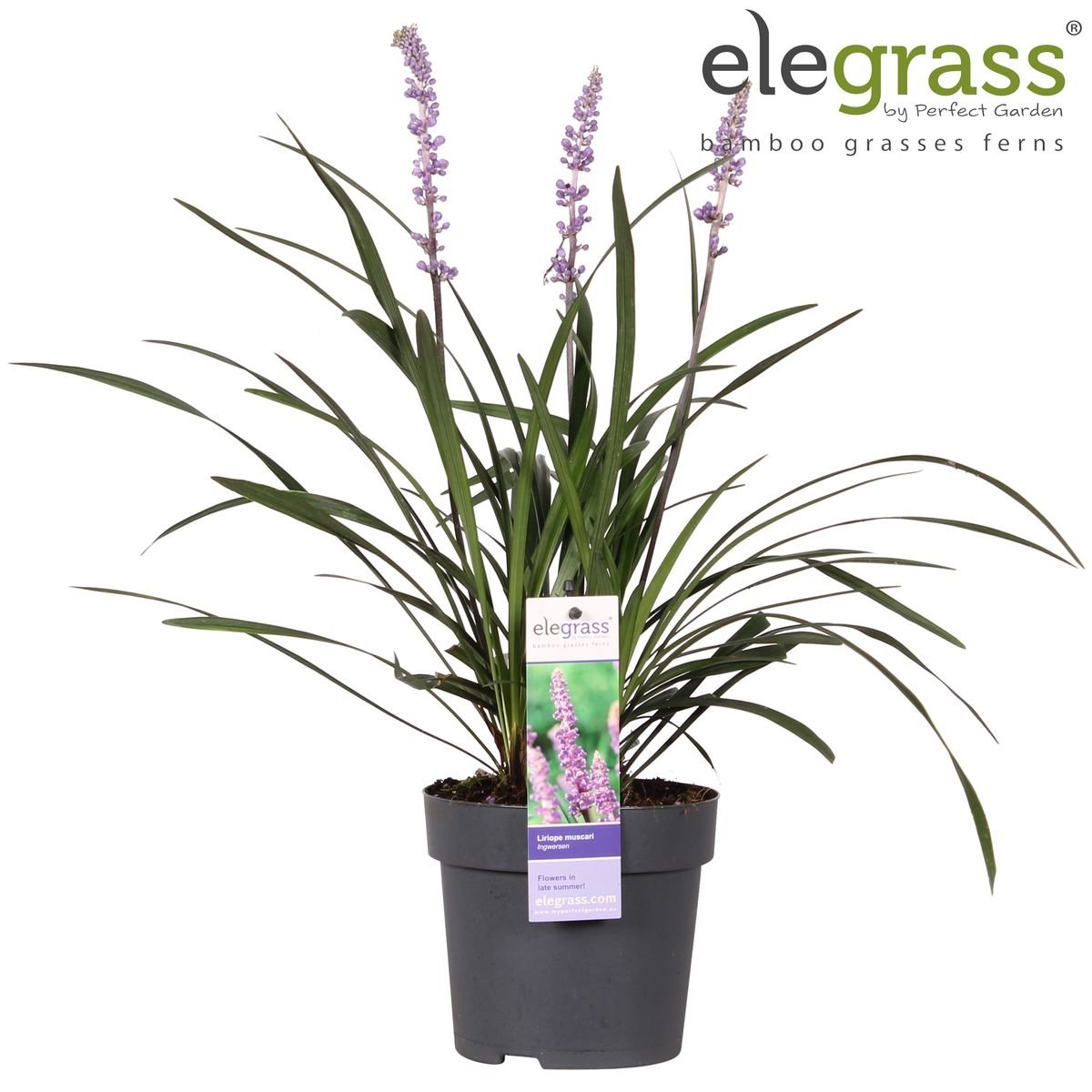 Livraison plante Liriope muscari 'Ingwersen'