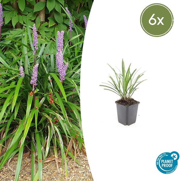 Livraison plante Liriope muscari Ingwersen