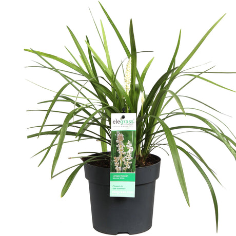 Livraison plante Liriope muscari 'Monroe White'