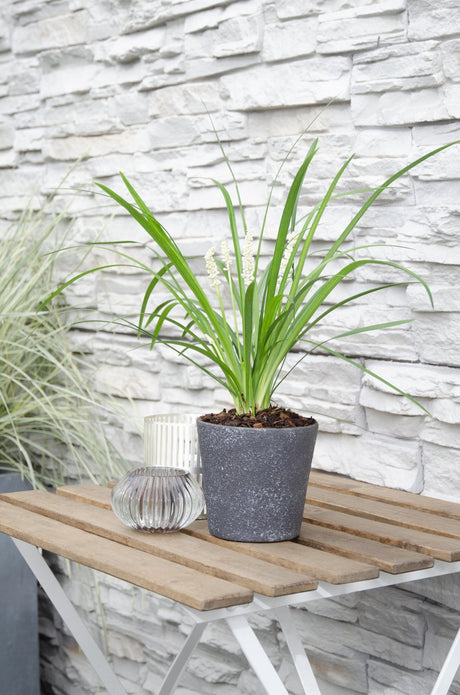 Livraison plante Liriope muscari 'Monroe White'