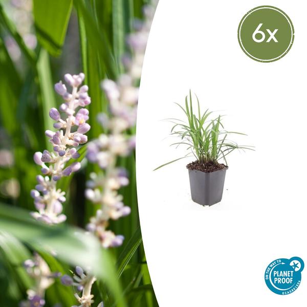 Livraison plante Liriope muscari Monroe White