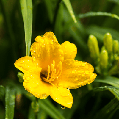 Lírio do Dia (Hemerocallis) 'Stella De Oro'