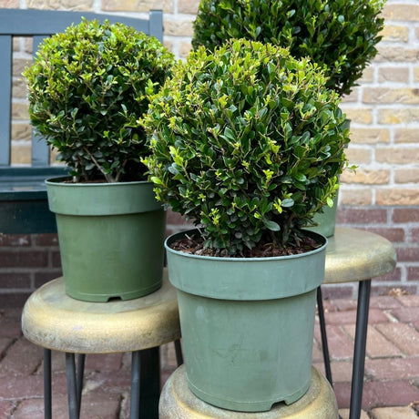 Livraison plante Lot de 2 Ilex crenata 'Jenny' Ø20cm