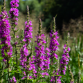 Lisimaquia Roxa (Lythrum salicaria) 'Salicaire'