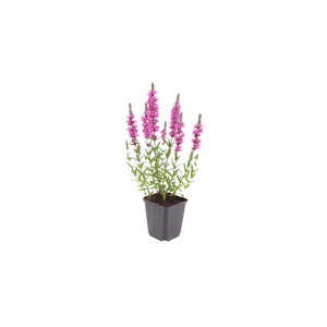 Livraison plante Lythrum salicaire