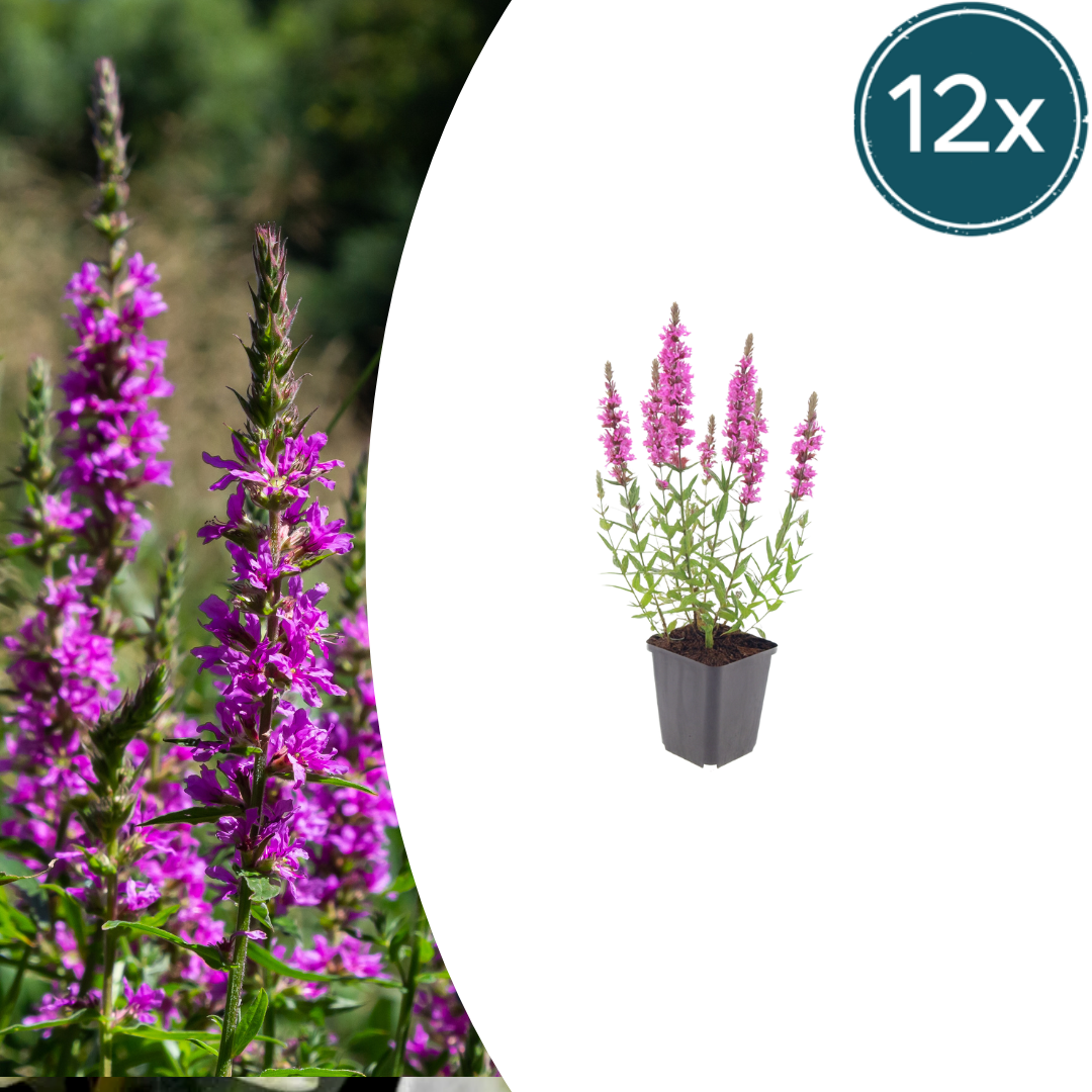 Livraison plante Lythrum salicaire