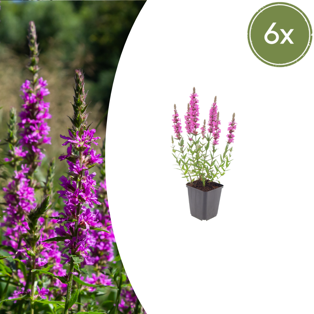 Livraison plante Lythrum salicaire