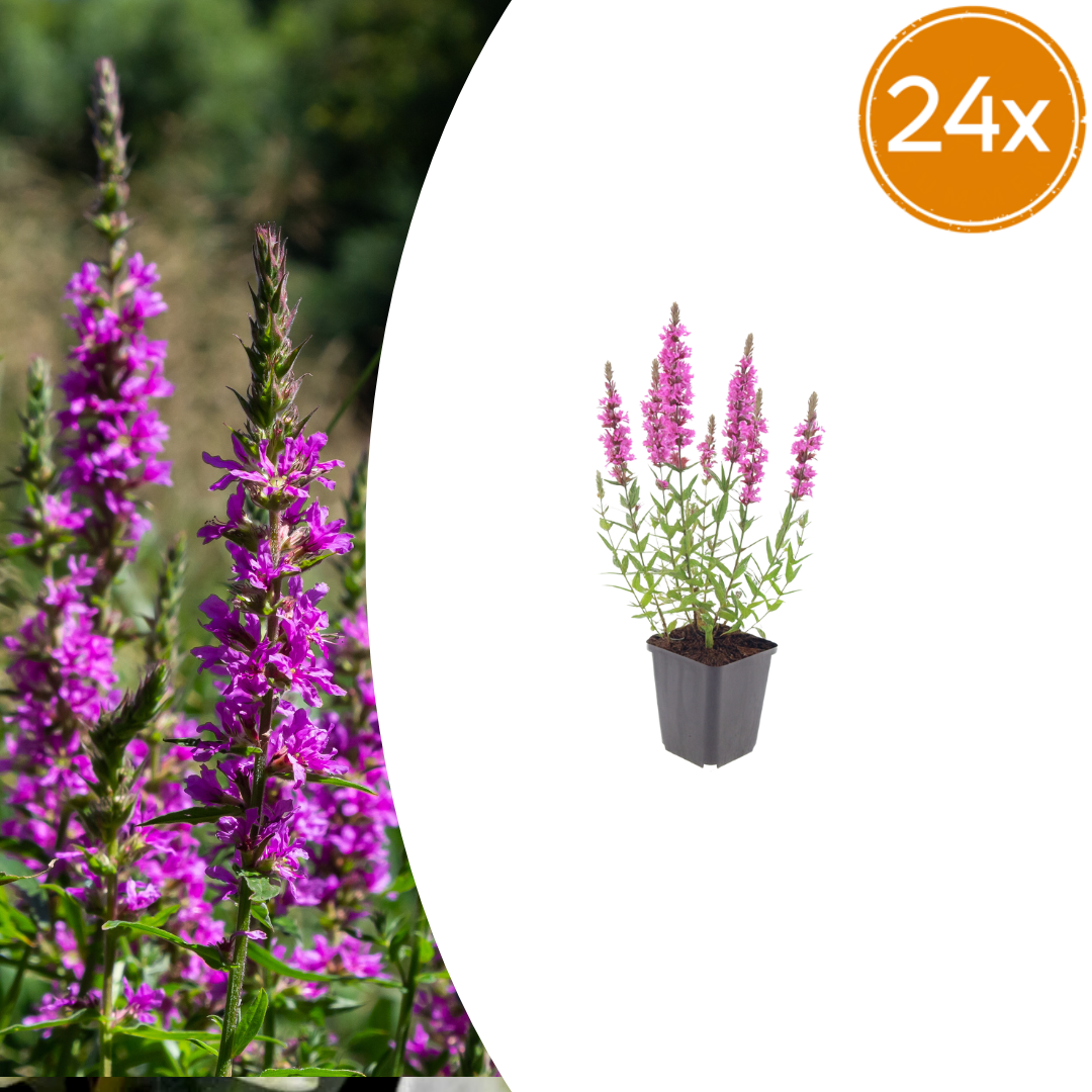 Livraison plante Lythrum salicaire