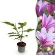 Livraison plante Magnolia Betty x1