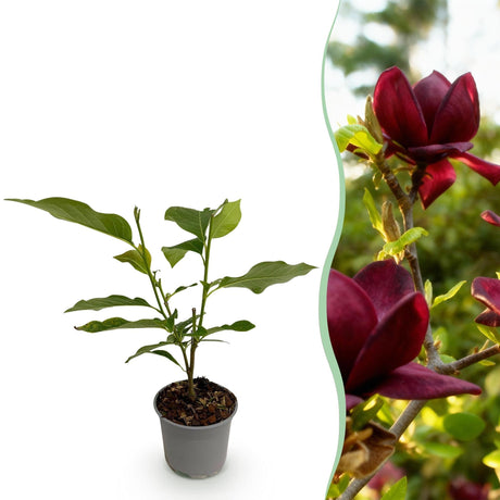 Livraison plante Magnolia Genie x1