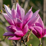 Livraison plante Magnolia liliiflora Nigra – Pot 12 cm – Hauteur 30 cm