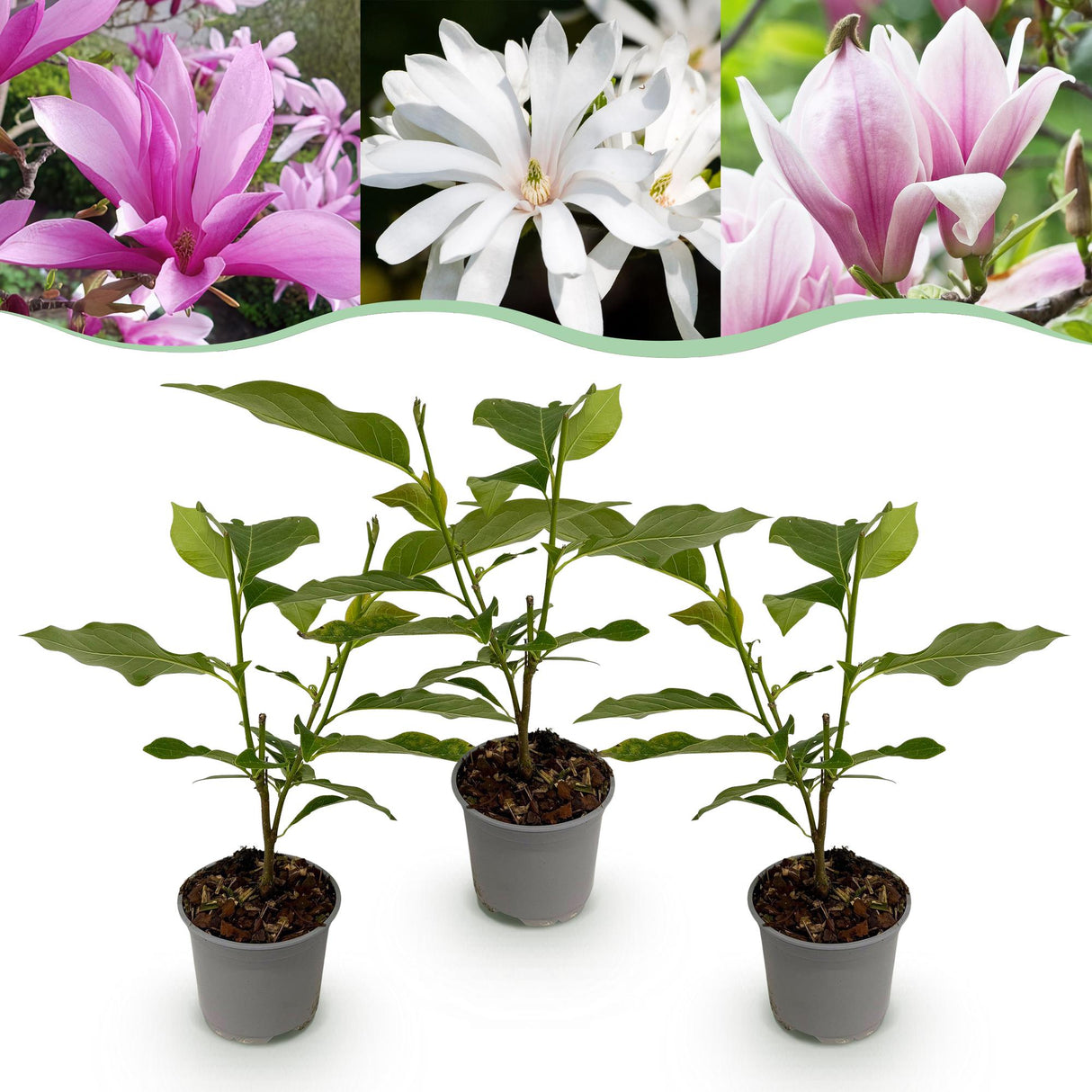 Livraison plante Magnolia mix – Lot de 3 – Pot 12 cm – Hauteur 30 cm