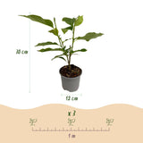 Livraison plante Magnolia mix – Lot de 3 – Pot 12 cm – Hauteur 30 cm