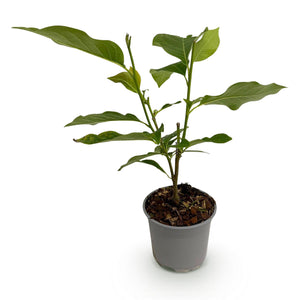 Livraison plante Magnolia soulangeana – Lot de 1 – Pot 12 cm – Hauteur 30 cm
