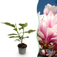 Livraison plante Magnolia soulangeana x1